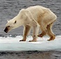 Klimawandel: Eisbären auf Spitzbergen haben sich vermehrt - WELT