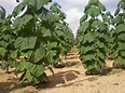 El Magazin de Merlo: Paulownia tormentosa, conocida como kiri o árbol ...