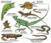 Lizard | Definition, Types, Characteristics, Classification, & Facts ...