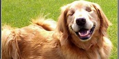 When a Therapy Dog Becomes Blind: Meet Dutchess, the Subject of a New ...