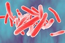 Mycobacterium tuberculosis | Microbiology Society