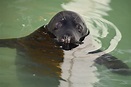 Rare black seal in sealrescue Pieterburen - The Dolphin Swim Club