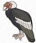 Un Condor Animado / Happy Andean Condor Cartoon Ilustración vectorial ...