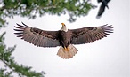 Spread Eagle ~ San Juan Update