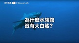 為何水族館沒有大白鯊？真實理由曝光 全場驚嘆：超殘忍 | 生活 | NOWnews今日新聞