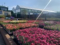 Tully Nurseries | Ireland’s premier suppliers of plants & plant centres
