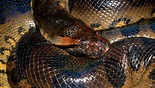 Anaconda | San Diego Zoo Wildlife Explorers