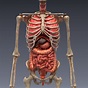 realistic human internal organs 3d model | Human body anatomy, Body ...