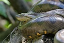 The Four Species Of Anacondas - WorldAtlas