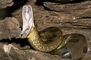 Largest Snake In The Amazon: Top 10 Anaconda Facts - Rainforest Cruises