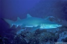 Carcharias taurus - Grey Nurse Shark | ReefLifeSurvey.com