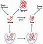 Chaperone-aided Protein Folding | Physical Lens on the Cell