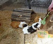 Hoffnung für Tiere - Tierheimalltag