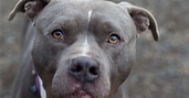 Shelter Dogs of Portland: "BIGGIE" a snorting type Pitbull