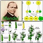Explicación fácil de las Leyes de Mendel