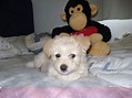 Cyprus Poodle - Dogs Photo (31552555) - Fanpop