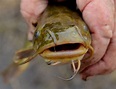 NY bullhead fishing basics: What you need to know to catch them ...