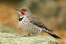 Flicker - Take 5 Northern Flickers Your Great Outdoors - Dispels ...