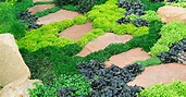 Ground Cover Plants | Flowering & Evergreen Ground Cover - PlantingTree