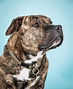 Biggie 3 Photograph by Pit Bull Headshots by Headshots Melrose - Pixels