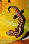 Salamandra lengua de hongo mexicana (Anfibios del Parque Nacional ...