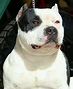 Biggie | Pitbull terrier, Bully breeds, Best dog breeds