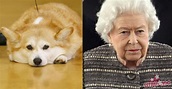Confira 11 curiosidades sobre os cachorros da Rainha Elizabeth II ...