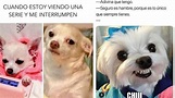 5 memes de perros CHISTOSOS para compartir en WhatsApp | Petlife