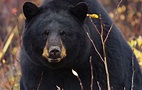 Black Bear - Churchill Wild Polar Bear Tours