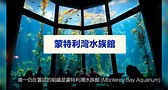 為何水族館沒有大白鯊？真實理由曝光 全場驚嘆：超殘忍 | 生活 | NOWnews今日新聞