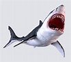 White Shark 3D model | CGTrader