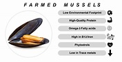 50 Unbelievable Benefits of Mussels You Must Know - 2024 Guide
