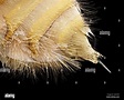 Aguijón de la abeja. Micrografía electrónica del fin de una abeja (Apis ...