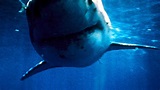 Shark Zone - Tod aus der Tiefe - Film - SAT.1