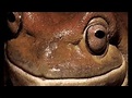 Deep Toad Trailer - YouTube