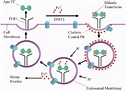 The transferrin cycle and the transferrin receptor 1-mediated cellular ...