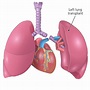 Lung transplant surgery - Organ transplantation - NHS Blood and Transplant