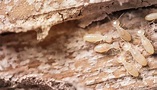 Subterranean Termite Treatments In Tarpon Springs FL