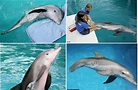 Winter - La historia del delfín con cola artificial | Red diversidad ...