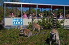 Naples Zoo at Caribbean Gardens is Fun for All Ages - Sun Palace ...