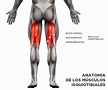 Anatomía y músculos de los femorales (isquiotibiales)