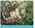 Cochinilla Harinosa en cultivo de Piña (Dysmicoccus Brevipes) - Libros ...