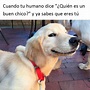 15 Divertidos memes de perritos que merecen ser compartidos