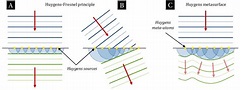 3 -A) Illustration of the Huygens-Fresnel principle showing the gradual ...