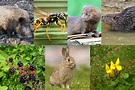 Estas son las siete especies exóticas invasoras que destruyen la ...