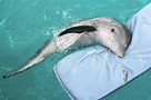 Winter: la delfín que perdió su aleta - Mis Animales