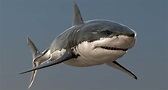 realistic great white shark 3d model