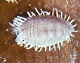 Fact sheet - Pineapple mealybug (282)