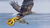Fierce fight between snake and eagle, see who won- watch video