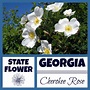 40+ Georgia State Symbols Coloring Pages PNG